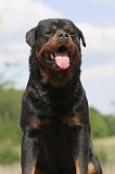 ROTTWEILER 297